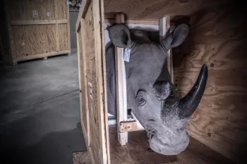Rhino trophy